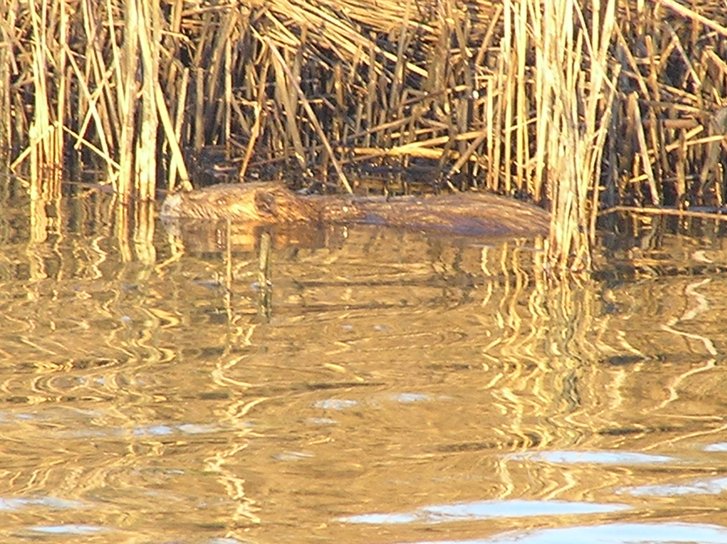 La toilette della nutria 